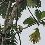 Costa Rica20150403-1524-0863